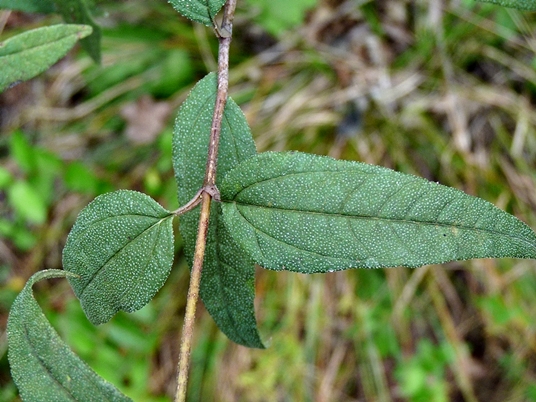 {Helianthus microcephalus}